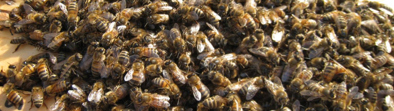 Розташування і рух клубу бджіл взимку і навесні