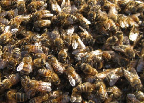 Расположение и движение клуба пчёл зимой и весной