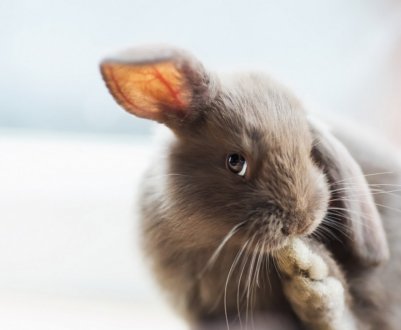 Як привчити кролика до лотка?