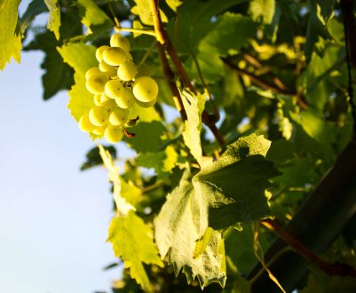 Як доглядати за виноградом навесні і усунути проблеми після зими?