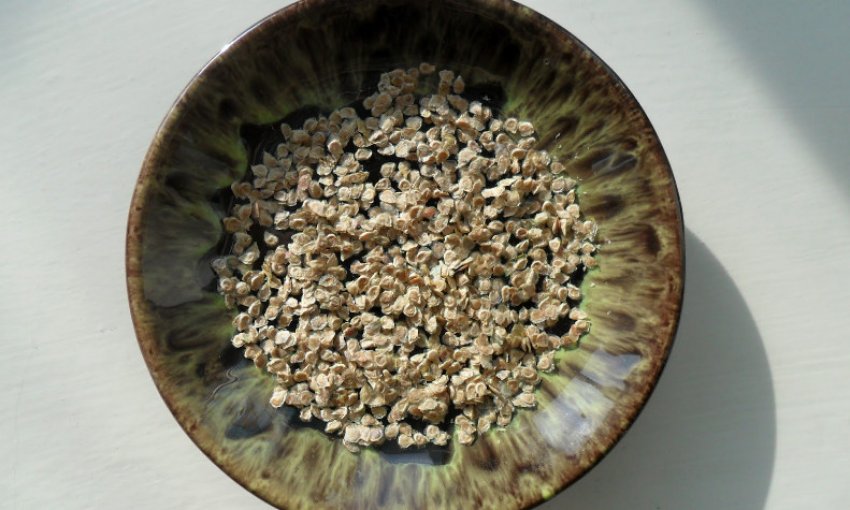 Насіння томатів Насіння томатів