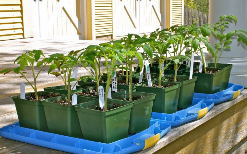 Загартовування розсади помідор Загартовування розсади помідор