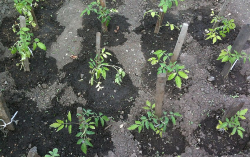 Підживлення томатів у відкритому грунті Підживлення томатів у відкритому грунті