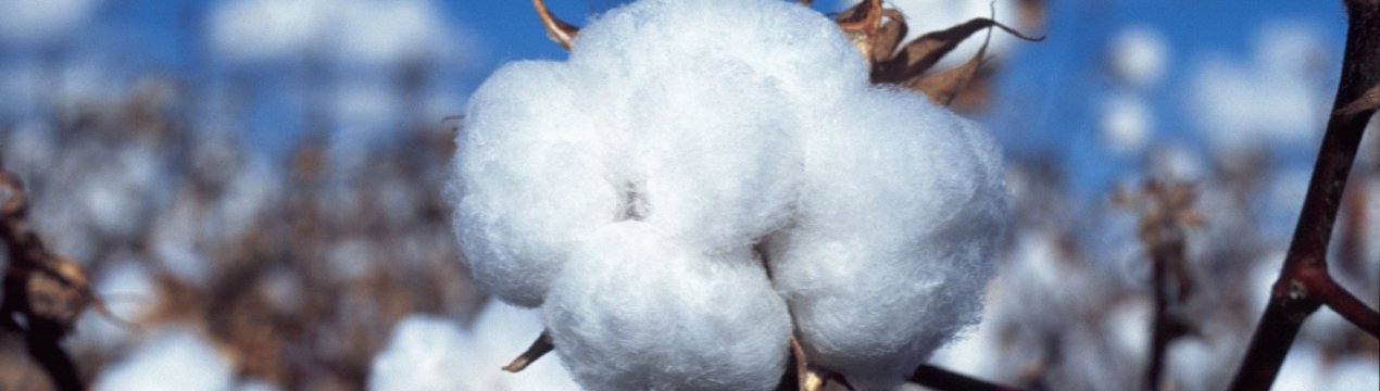 Українські поля готові до вирощування бавовни і рису