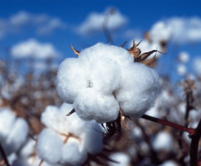 Українські поля готові до вирощування бавовни і рису