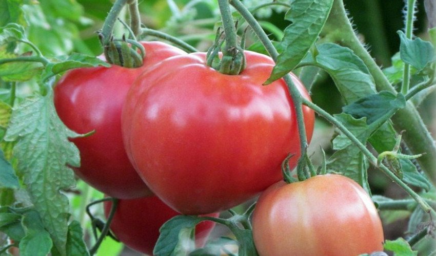 Томат Рожеве чудо Томат Рожеве чудо