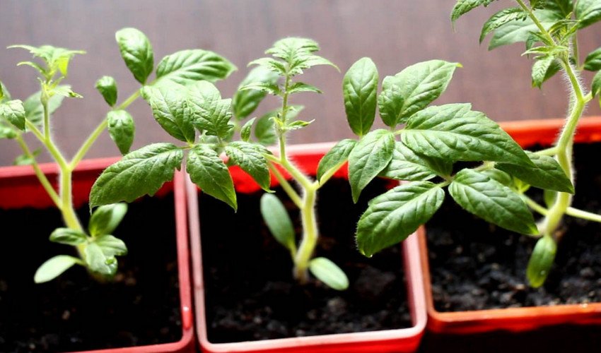 Розсада томатів Розсада томатів