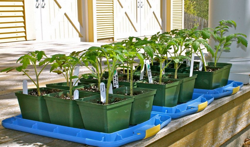 Загартовування розсади Загартовування розсади