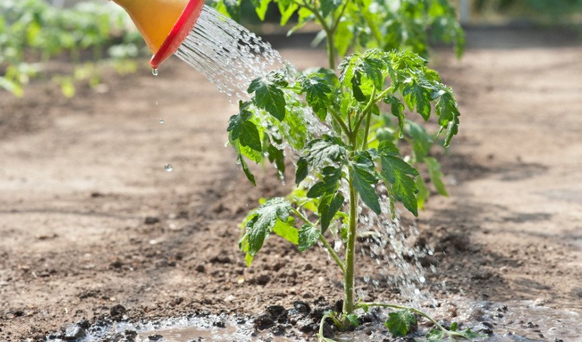 Полив томатів Полив томатів