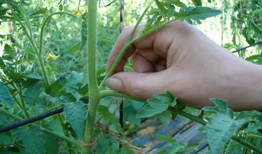 Пасинкування Пасинкування