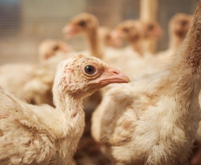 На ростовській фермі загинуло більше шести тисяч індичок