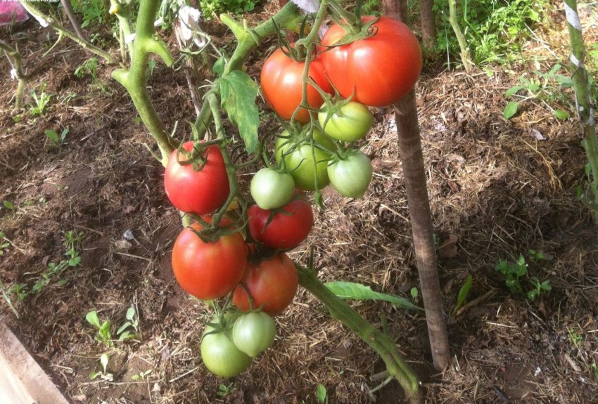 Томат любовь земная f1. Томат любовь f1. Томат любовь да голуби f1. Томат сорт штраух. Томат воевода f1.