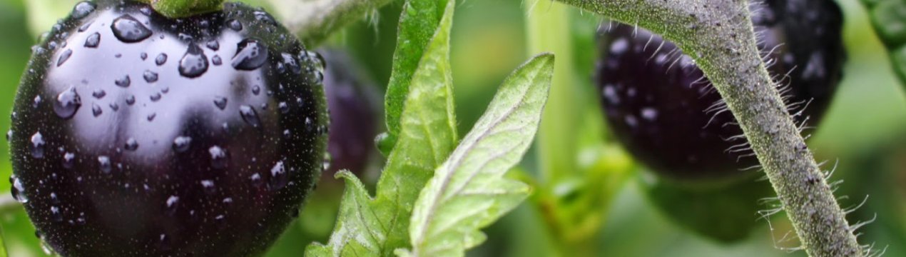 Томат Індиго Роуз: опис та характеристика сорти, догляд та вирощування