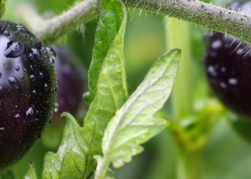 Томат Індиго Роуз: опис та характеристика сорти, догляд та вирощування