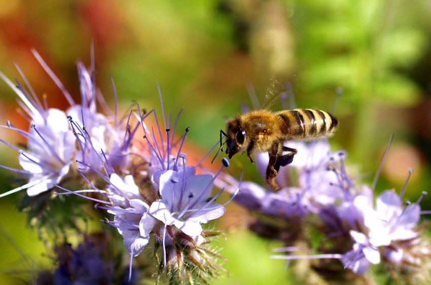 Пчела на цветке фацелии