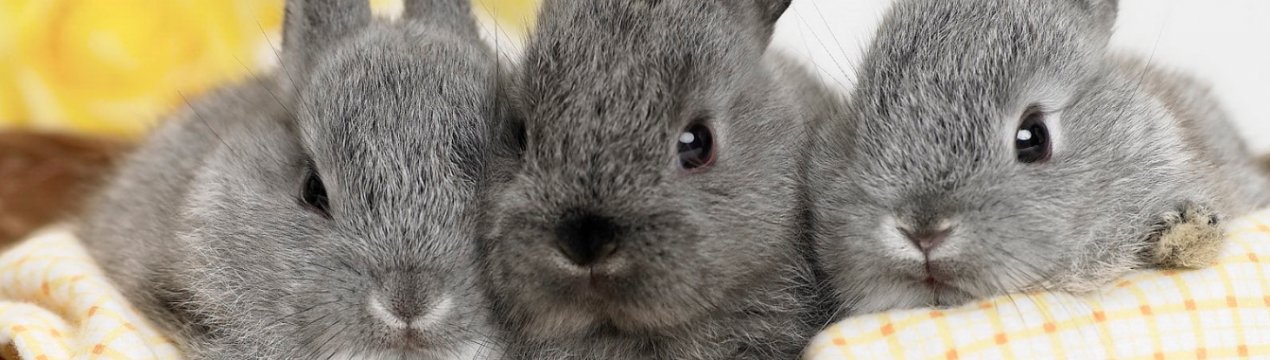 Щеплення для кроликів