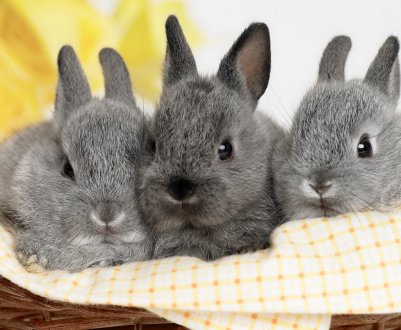 Щеплення для кроликів