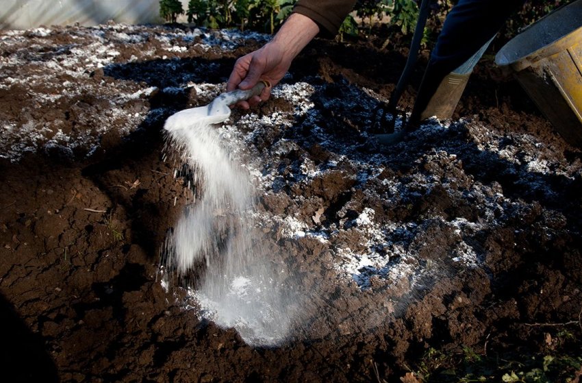 Підготовка ділянки для висадки розсади Підготовка ділянки для висадки розсади