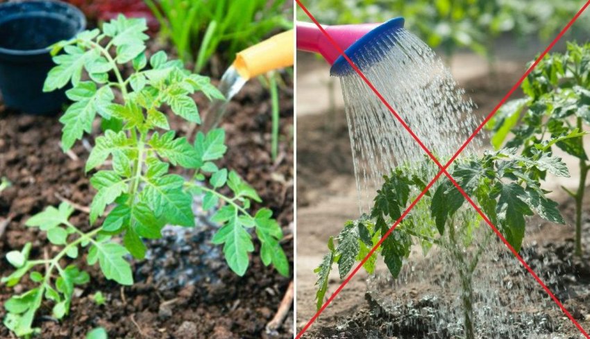 Правила поливу Правила поливу