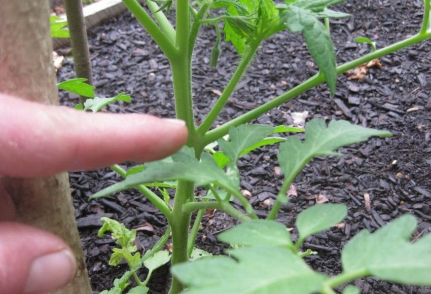 Пасинкування і формування куща Пасинкування і формування куща