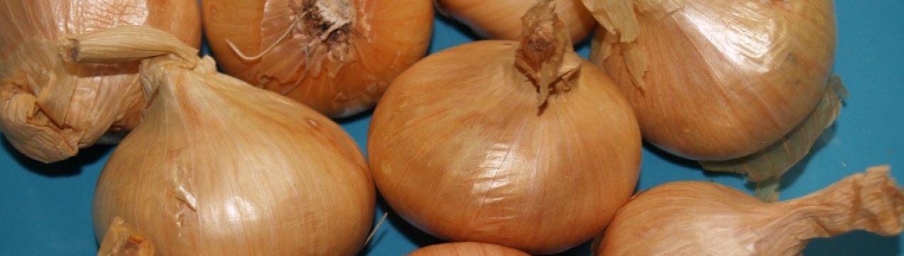 Як правильно виростити цибулю сімейний