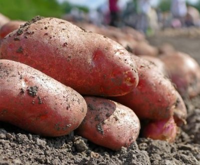 Картопля Рамона: опис сорту, врожайність і смакові якості