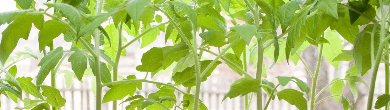 Томат «Моя любов F1»: опис та характеристика, врожайність сорту