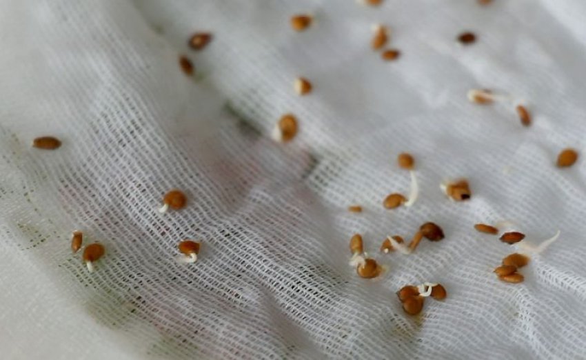 Пророщування