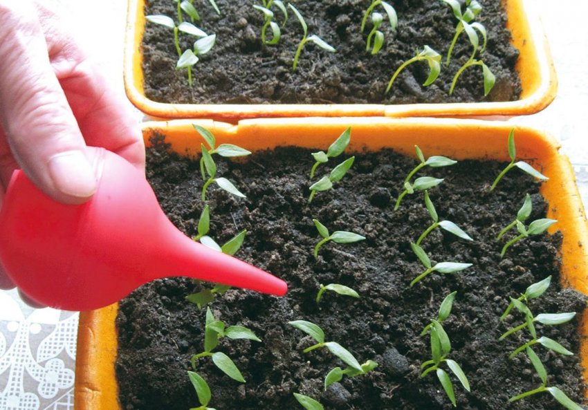 Догляд за розсадою