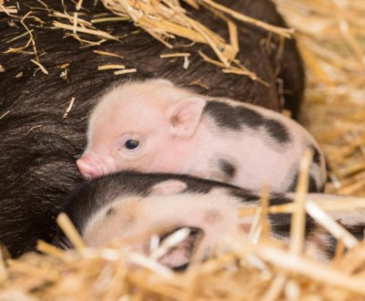 Датські свині заразили приморських сестер небезпечним вірусом
