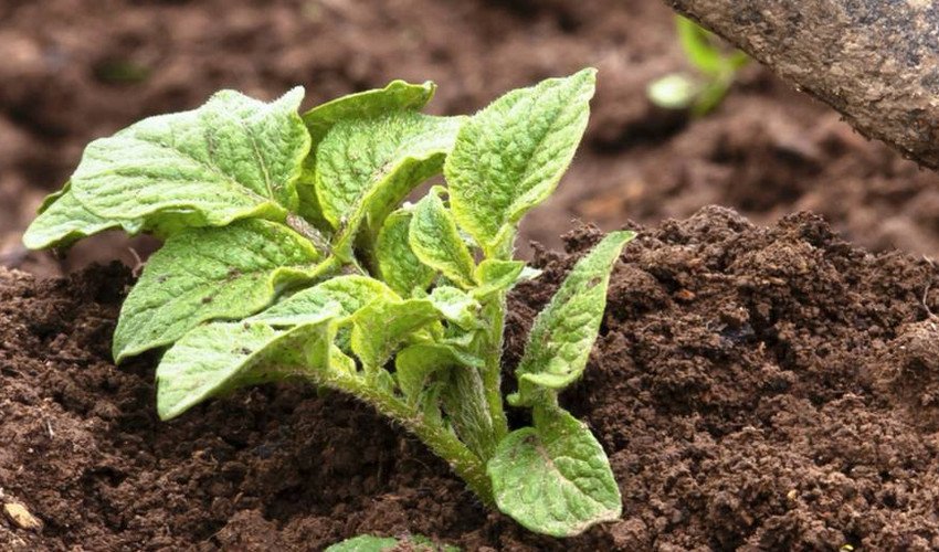 Вирощування картоплі