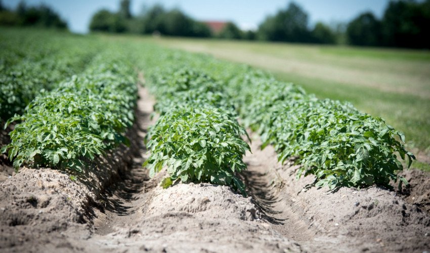 Вирощування картоплі