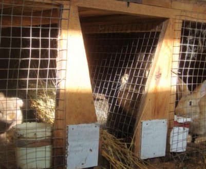 Як тримати кроликів у клітках