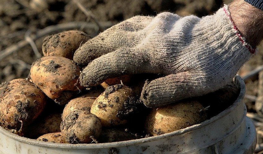 Збір урожаю