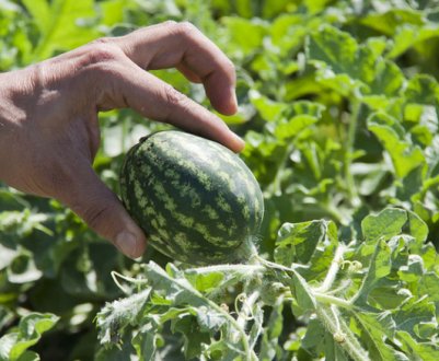 Формування і прищипування кавуна у відкритому грунті