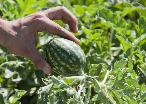 Формування і прищипування кавуна у відкритому грунті