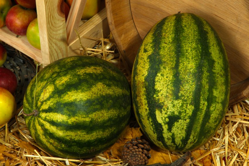 Основні правила зберігання кавуна Основні правила зберігання кавуна