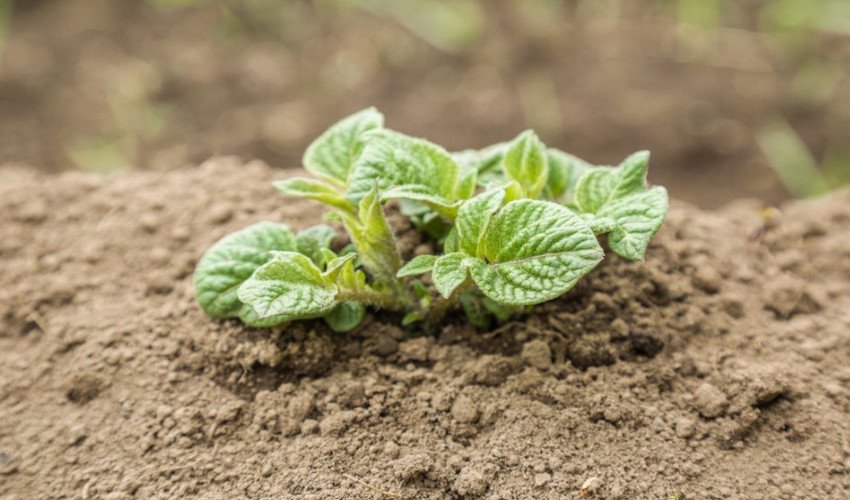 Вирощування картоплі