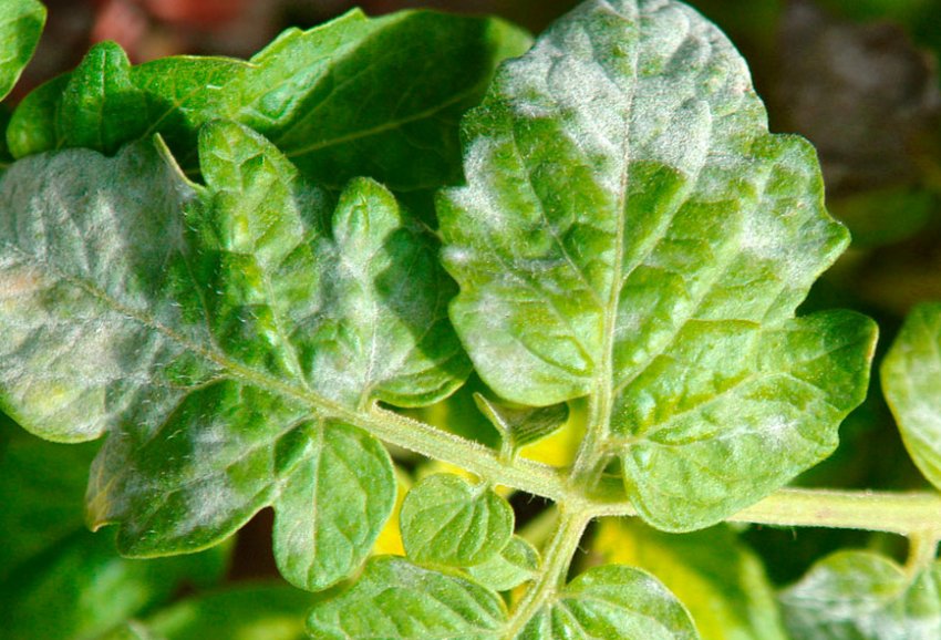 Борошниста роса