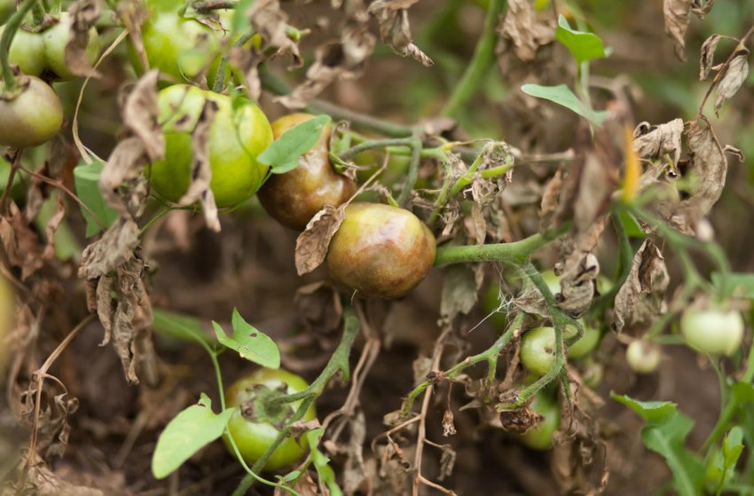 Фітофтороз