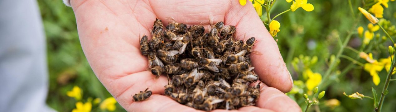 Особливості застосування бджолиного підмору для чоловіків