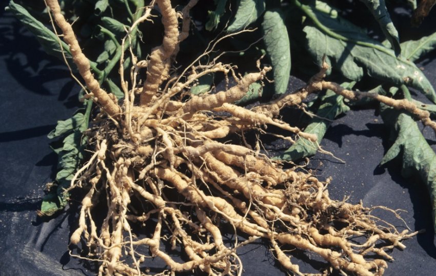 Галова нематода