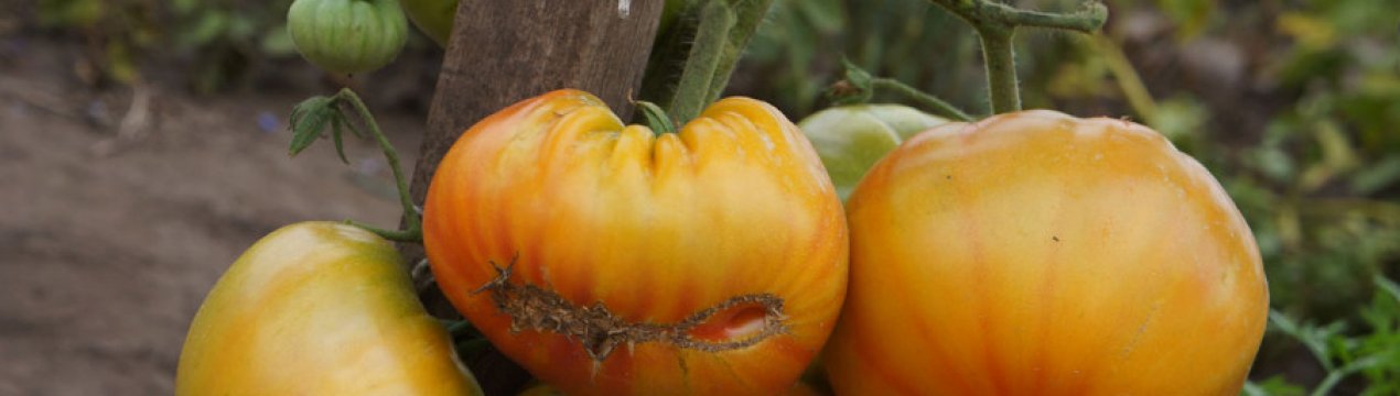 Помідори Ананас: опис, технологія вирощування