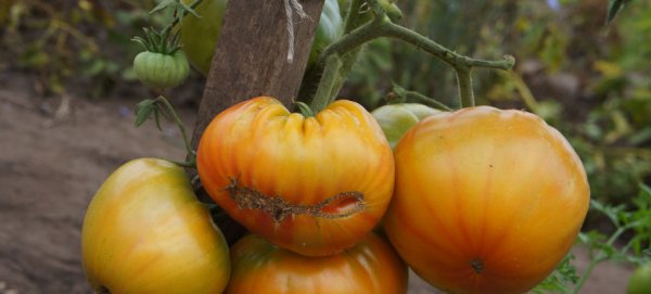 Томат Золотой ананас: характеристика и описание сорта, отзывы и фото помидоров