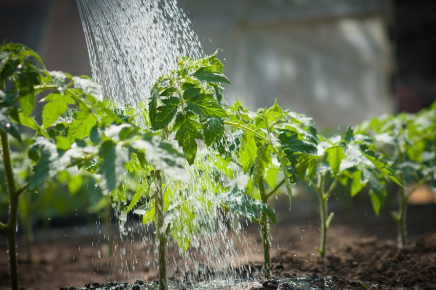 Полив томатів