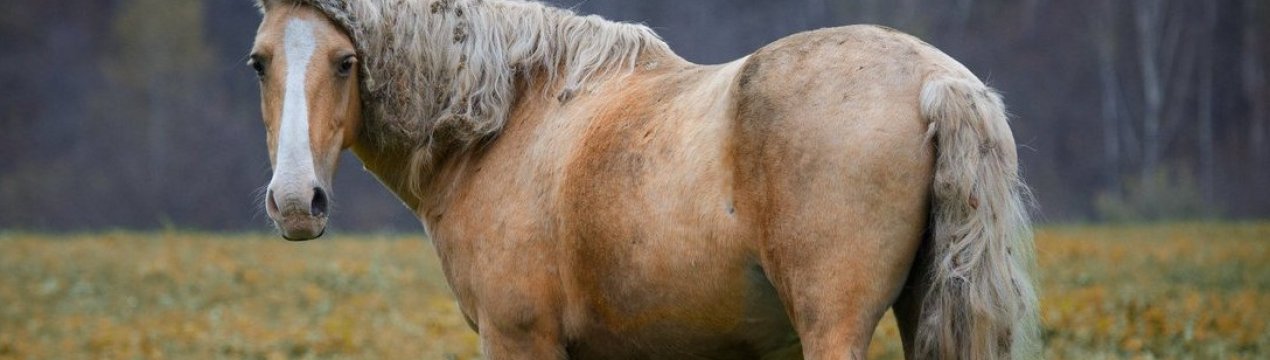 Особливості башкирської породи коней