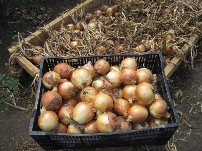Як підготувати і висушити цибулю для тривалого зберігання