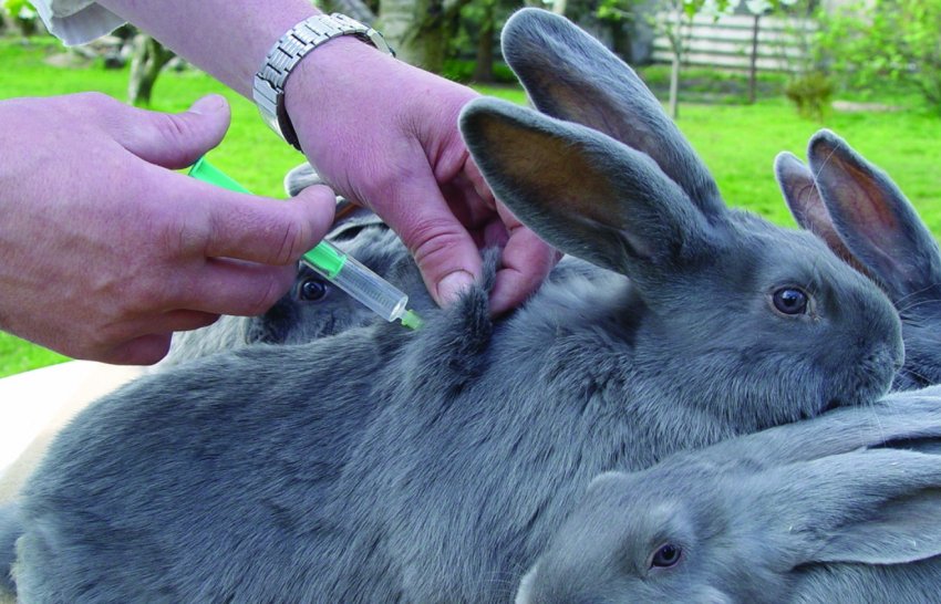 Вакцинація кролика