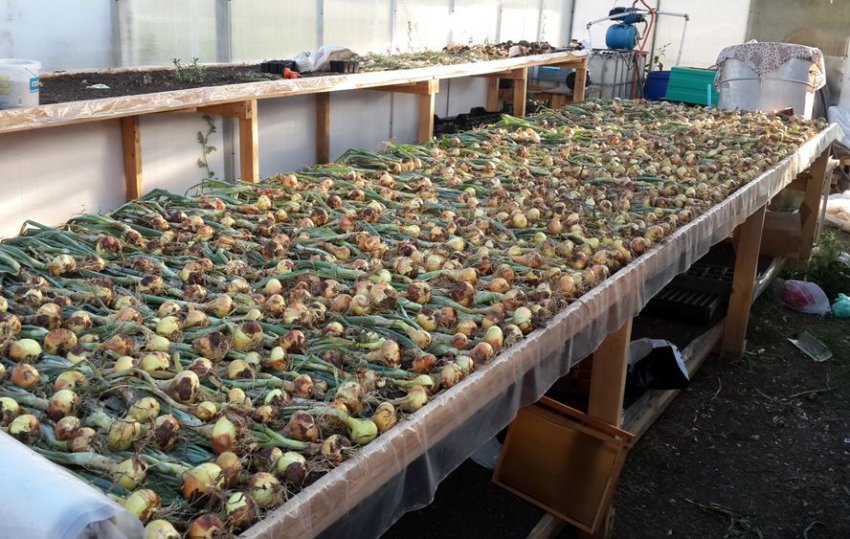 Як підготувати і висушити цибулю для тривалого зберігання