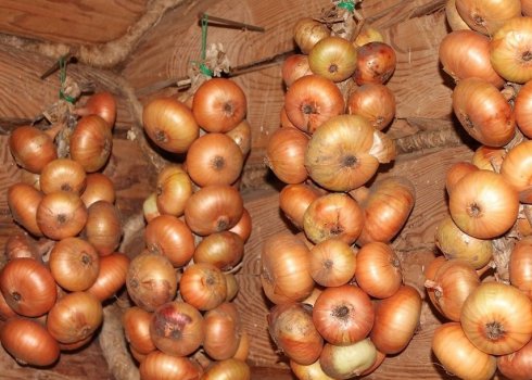 Правила и тонкости хранения лука в подвале зимой